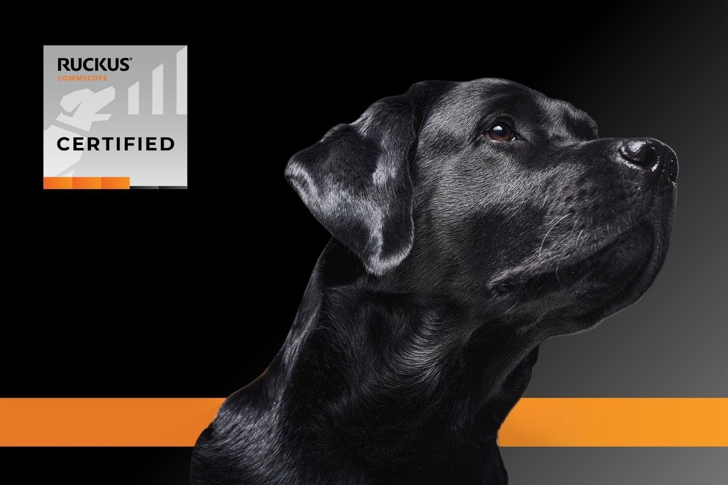 Ruckus Networks: Reliable Connectivity, Powered by Bolton Technical ...