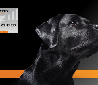 Ruckus Networks: Reliable Connectivity, Powered by Bolton Technical