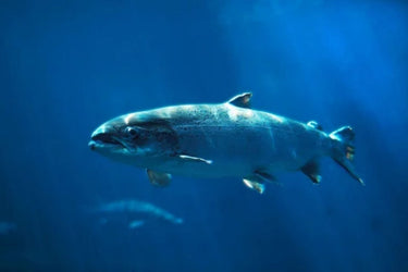 Connecting the Future of Sustainable Aquaculture